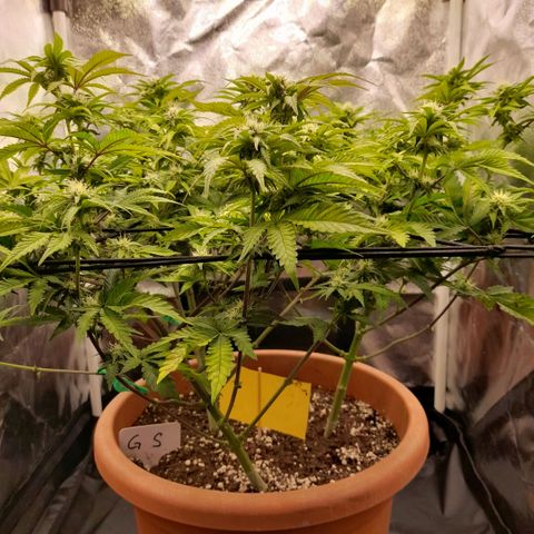 Gorilla Sherbet  growlog timeline photo