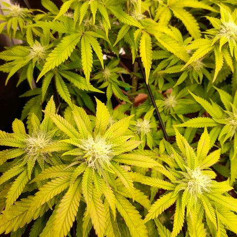 Gorilla Sherbet  growlog timeline photo