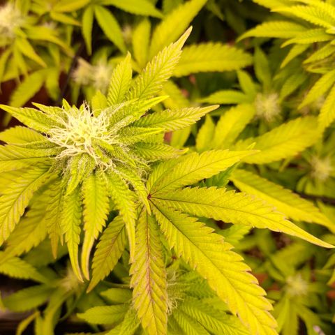 Gorilla Sherbet  growlog timeline photo