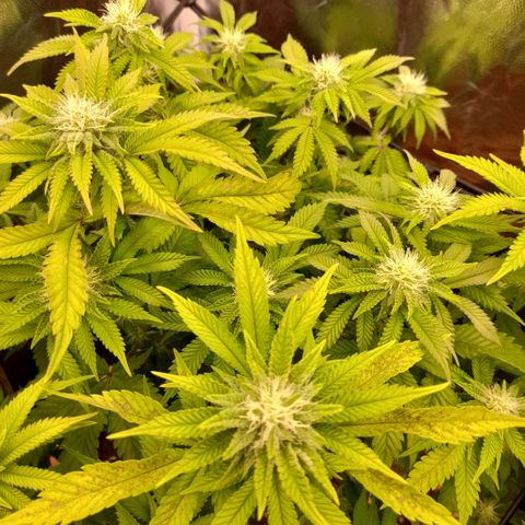 Gorilla Sherbet  growlog timeline photo