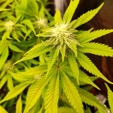 Gorilla Sherbet  growlog timeline photo