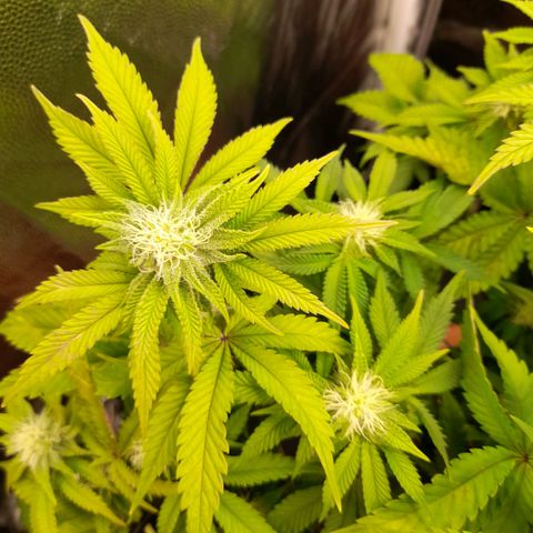 Gorilla Sherbet  growlog timeline photo