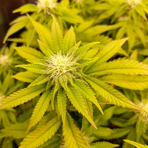 Gorilla Sherbet  growlog timeline photo