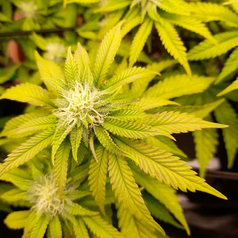 Gorilla Sherbet  growlog timeline photo