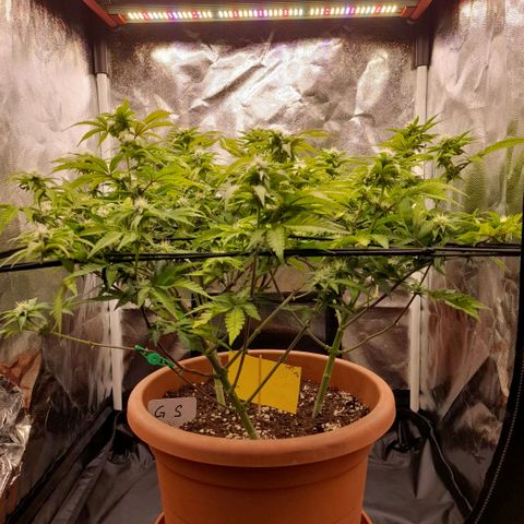 Gorilla Sherbet  growlog timeline photo