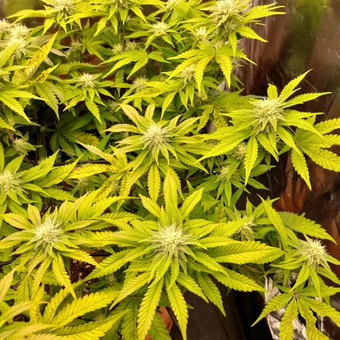 Gorilla Sherbet  growlog timeline photo