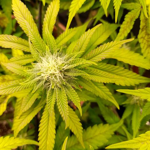 Gorilla Sherbet  growlog timeline photo