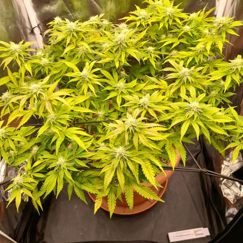 Gorilla Sherbet  growlog timeline photo