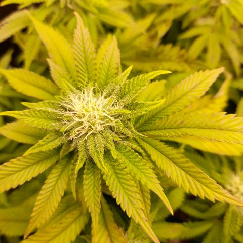 Gorilla Sherbet  growlog timeline photo