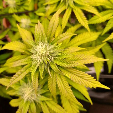 Gorilla Sherbet  growlog timeline photo