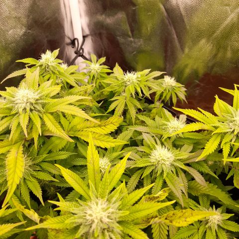 Gorilla Sherbet  growlog timeline photo