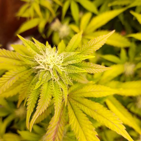 Gorilla Sherbet  growlog timeline photo