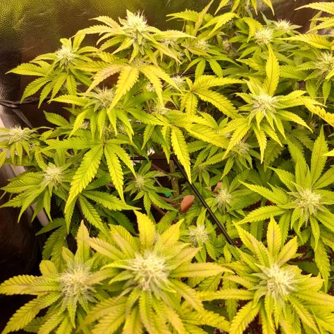 Gorilla Sherbet  growlog timeline photo