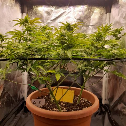 Gorilla Sherbet  growlog timeline photo