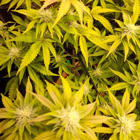 Gorilla Sherbet  growlog timeline photo