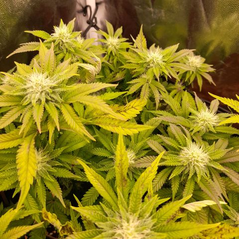 Gorilla Sherbet  growlog timeline photo