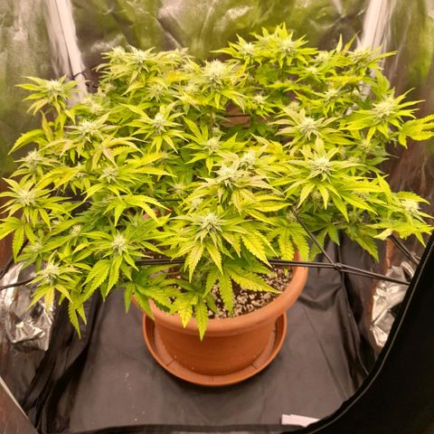 Gorilla Sherbet  growlog timeline photo