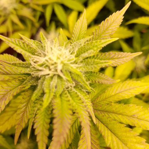 Gorilla Sherbet  growlog timeline photo