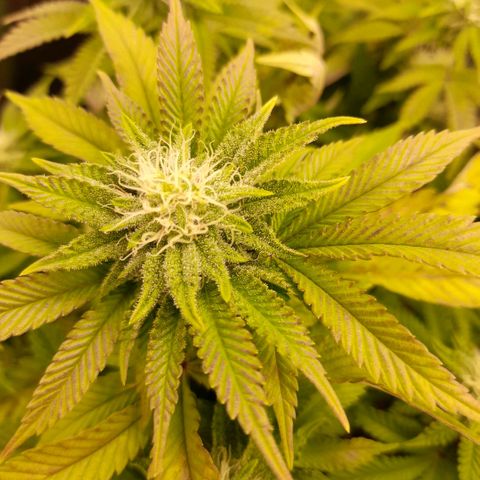 Gorilla Sherbet  growlog timeline photo