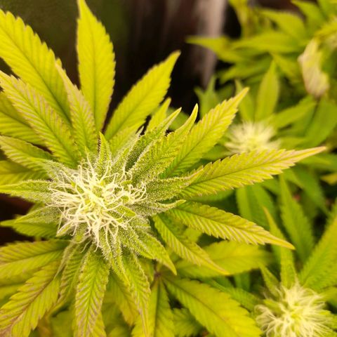 Gorilla Sherbet  growlog timeline photo