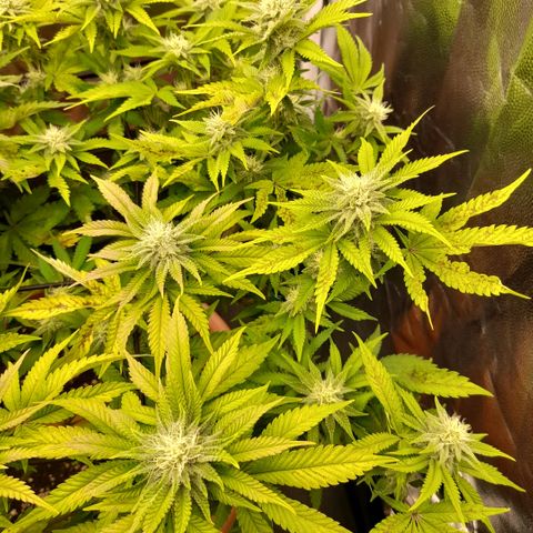 Gorilla Sherbet  growlog timeline photo