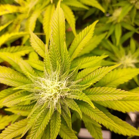 Gorilla Sherbet  growlog timeline photo