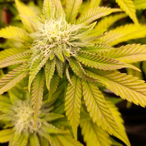 Gorilla Sherbet  growlog timeline photo