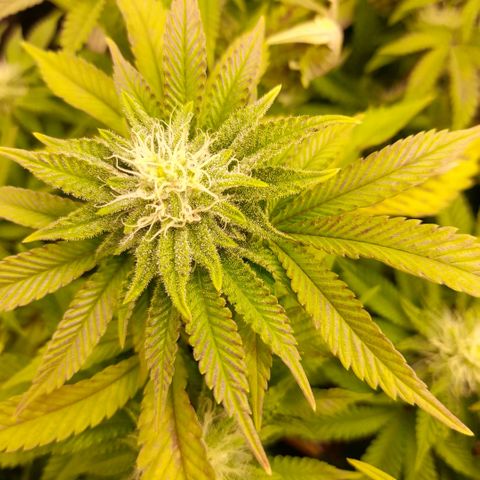 Gorilla Sherbet  growlog timeline photo