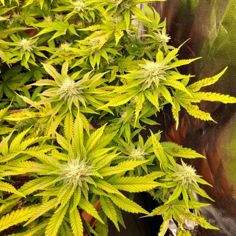 Gorilla Sherbet  growlog timeline photo