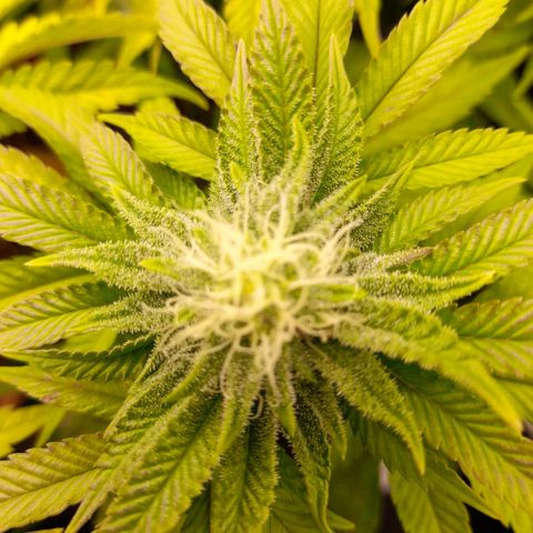 Gorilla Sherbet  growlog timeline photo