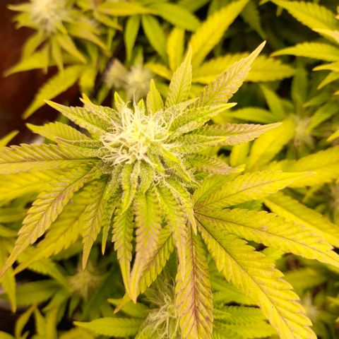 Gorilla Sherbet  growlog timeline photo