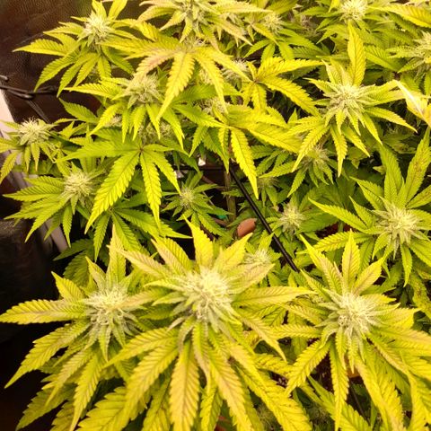 Gorilla Sherbet  growlog timeline photo