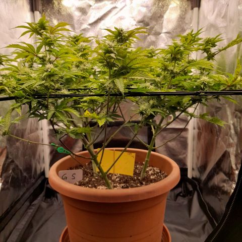 Gorilla Sherbet  growlog timeline photo