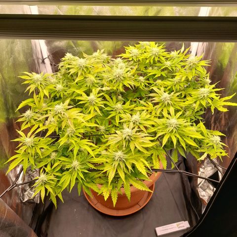 Gorilla Sherbet  growlog timeline photo