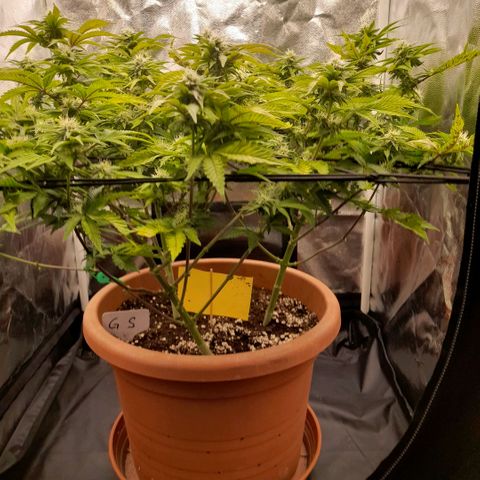 Gorilla Sherbet  growlog timeline photo