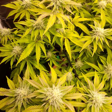 Gorilla Sherbet  growlog timeline photo