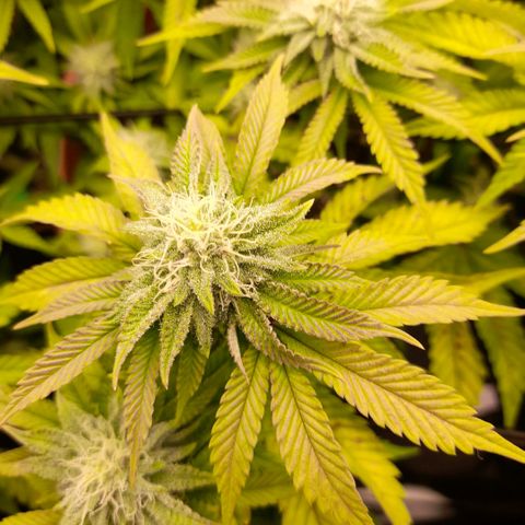 Gorilla Sherbet  growlog timeline photo