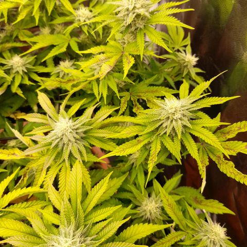 Gorilla Sherbet  growlog timeline photo