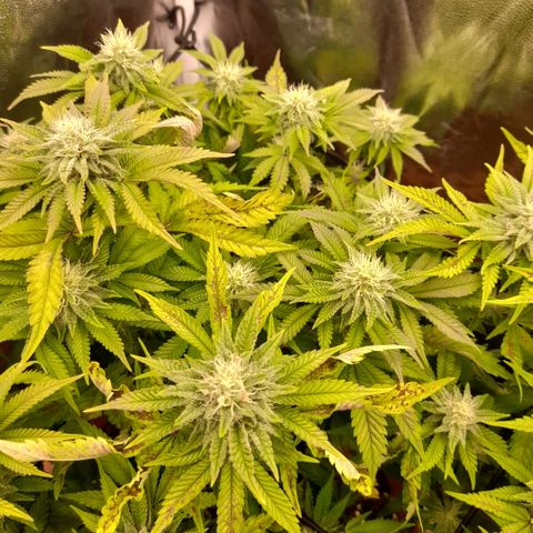 Gorilla Sherbet  growlog timeline photo