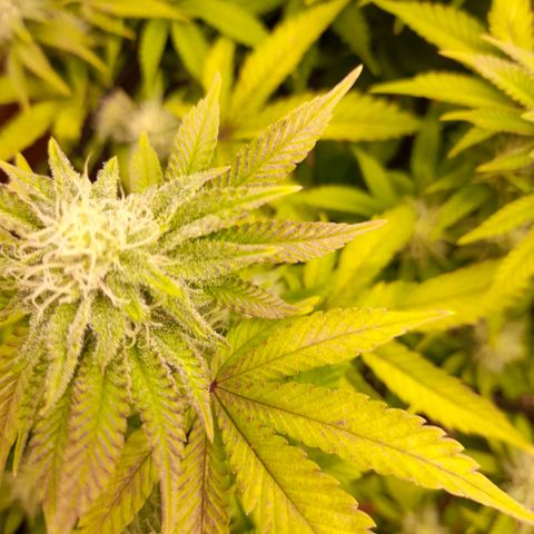 Gorilla Sherbet  growlog timeline photo