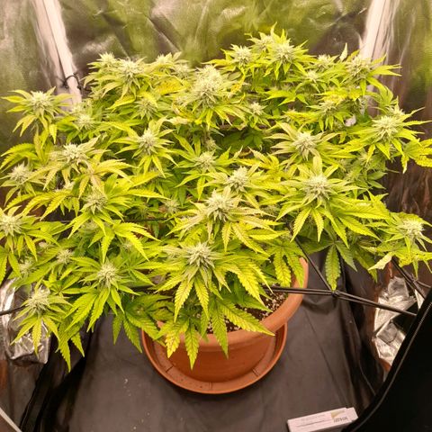 Gorilla Sherbet  growlog timeline photo