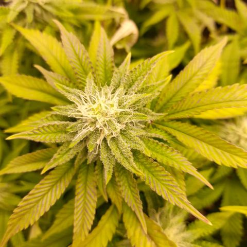 Gorilla Sherbet  growlog timeline photo