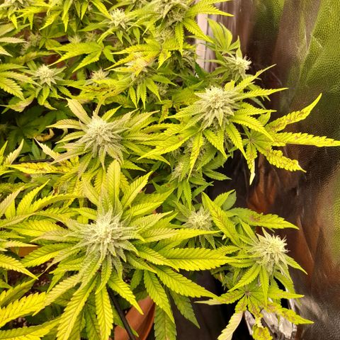 Gorilla Sherbet  growlog timeline photo