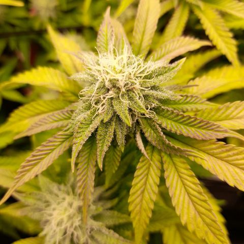 Gorilla Sherbet  growlog timeline photo