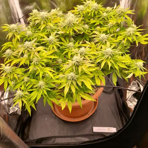 Gorilla Sherbet  growlog timeline photo