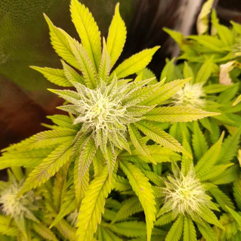 Gorilla Sherbet  growlog timeline photo