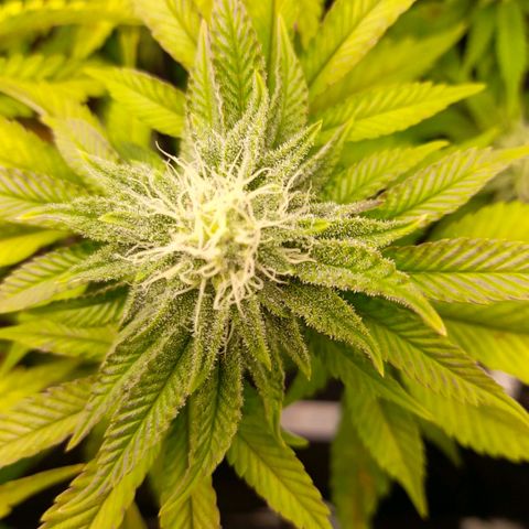 Gorilla Sherbet  growlog timeline photo