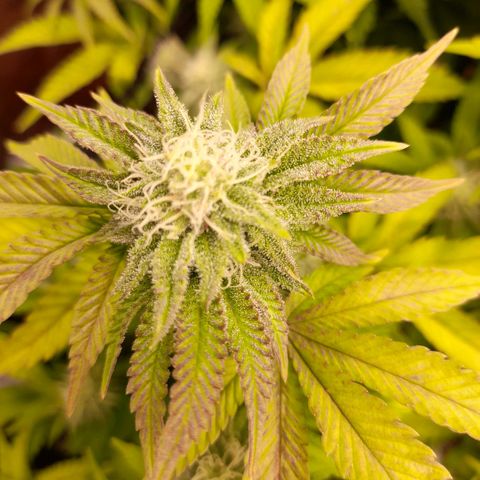 Gorilla Sherbet  growlog timeline photo