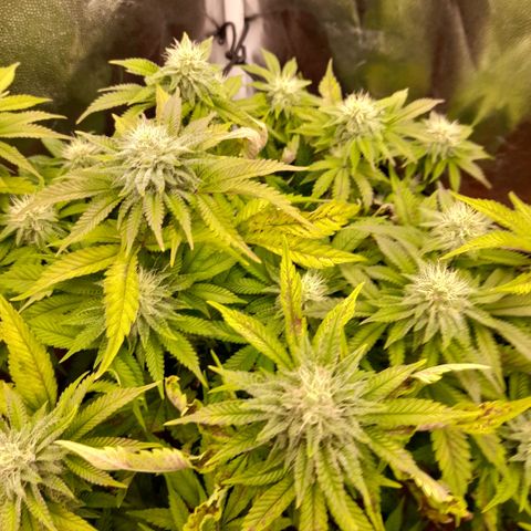 Gorilla Sherbet  growlog timeline photo