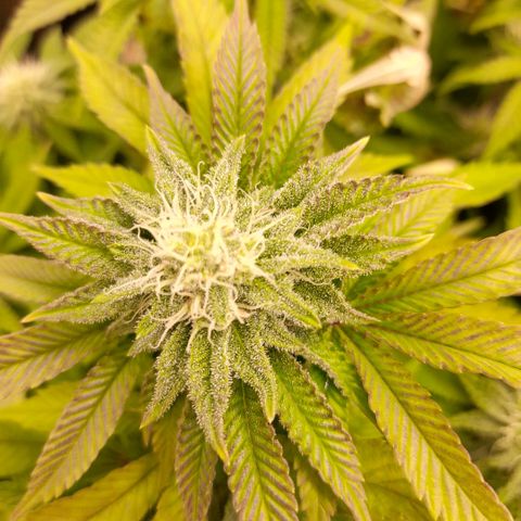 Gorilla Sherbet  growlog timeline photo